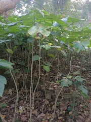 Clerodendrum japonicum