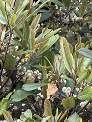 Elaeocarpus dentatus