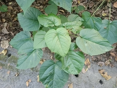 Clerodendrum japonicum