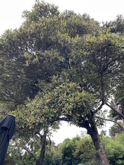 Elaeocarpus dentatus