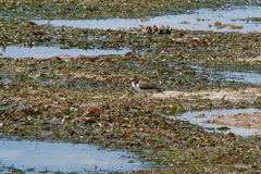 Actitis hypoleucos