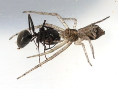 Tmarus angulatus