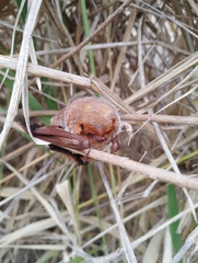 Lasiurus blossevillii