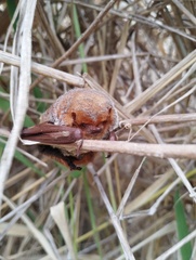 Lasiurus blossevillii
