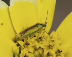 Macrotylus dorsalis