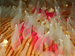 Lobactis scutaria