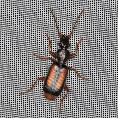 Polistichus connexus