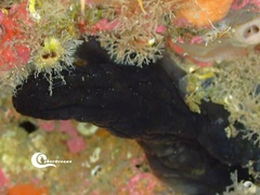 Phallusia fumigata