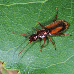 Polistichus connexus