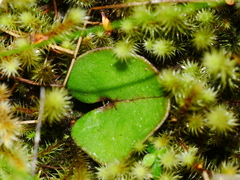 Corybas dienemus