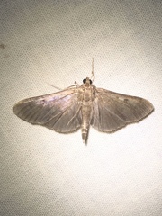 Herpetogramma sphingealis