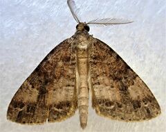 Pseudocoremia productata