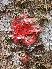 Herpothallon