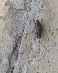 Tettigidea
