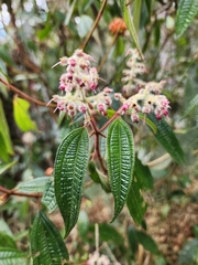 Miconia auricoma