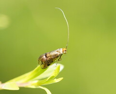 Nemophora