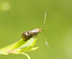 Nemophora