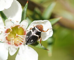 Bathyllus albicinctus