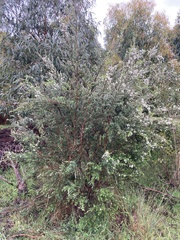 Leptospermum lanigerum
