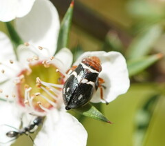 Bathyllus albicinctus