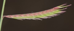 Bouteloua trifida
