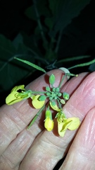 Brassica juncea