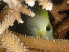 Zebrasoma scopas