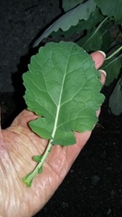 Brassica juncea