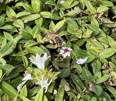 Apis mellifera