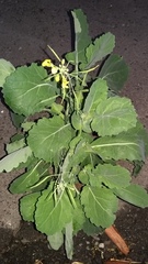 Brassica juncea