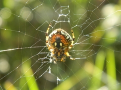 Neoscona orizabensis