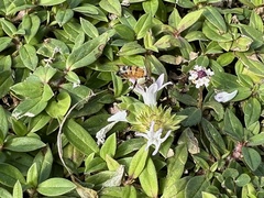 Apis mellifera