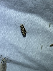 Macrobathra desmotoma