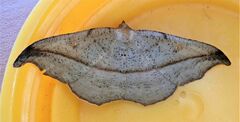 Sarisa muriferata