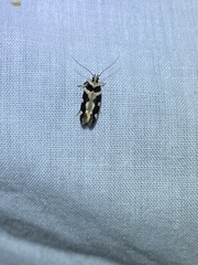 Macrobathra desmotoma