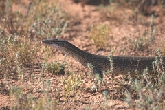 Varanus gouldii