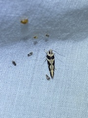 Macrobathra desmotoma