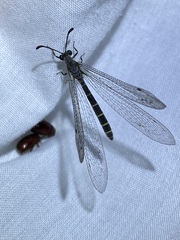 Protoplectrini