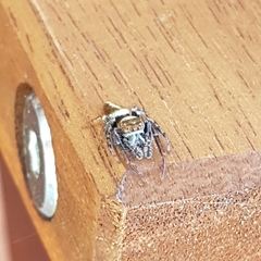 Opisthoncus polyphemus