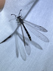 Protoplectrini