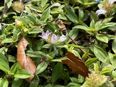 Apis mellifera