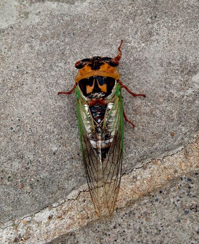 Grand Western Flood Plain Cicada