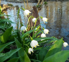Leucojum vernum