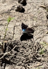 Charaxinae