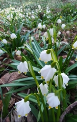 Leucojum vernum