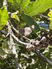 Charaxinae