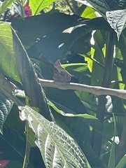 Charaxinae