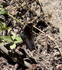 Charaxinae