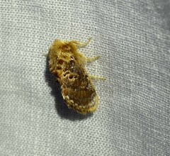 Pseudanapaea denotata