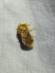 Pseudanapaea denotata